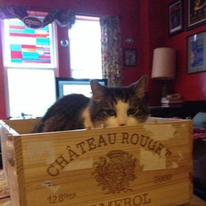 Meet your Posher, Tracy